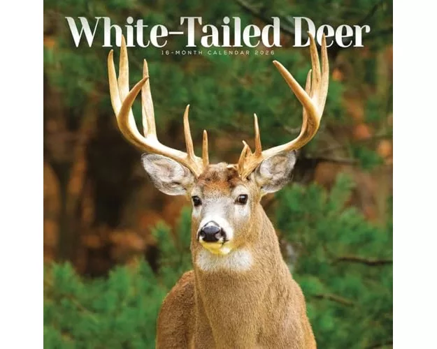 White Tailed Deer Square Wall Sunday Sta