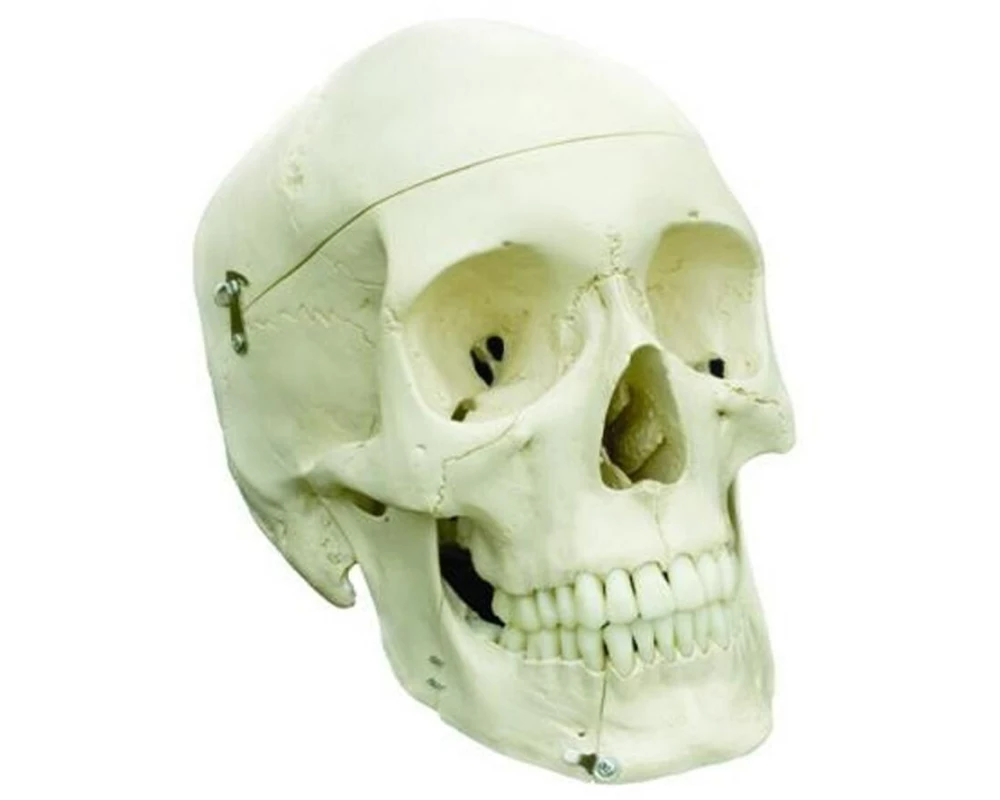 Rüdiger Skelett Homo-Schädel Standard