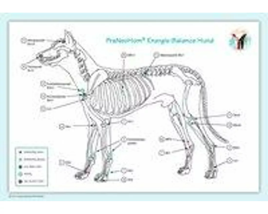 Akupunktur Tafel. Engergie-Balance - Hund