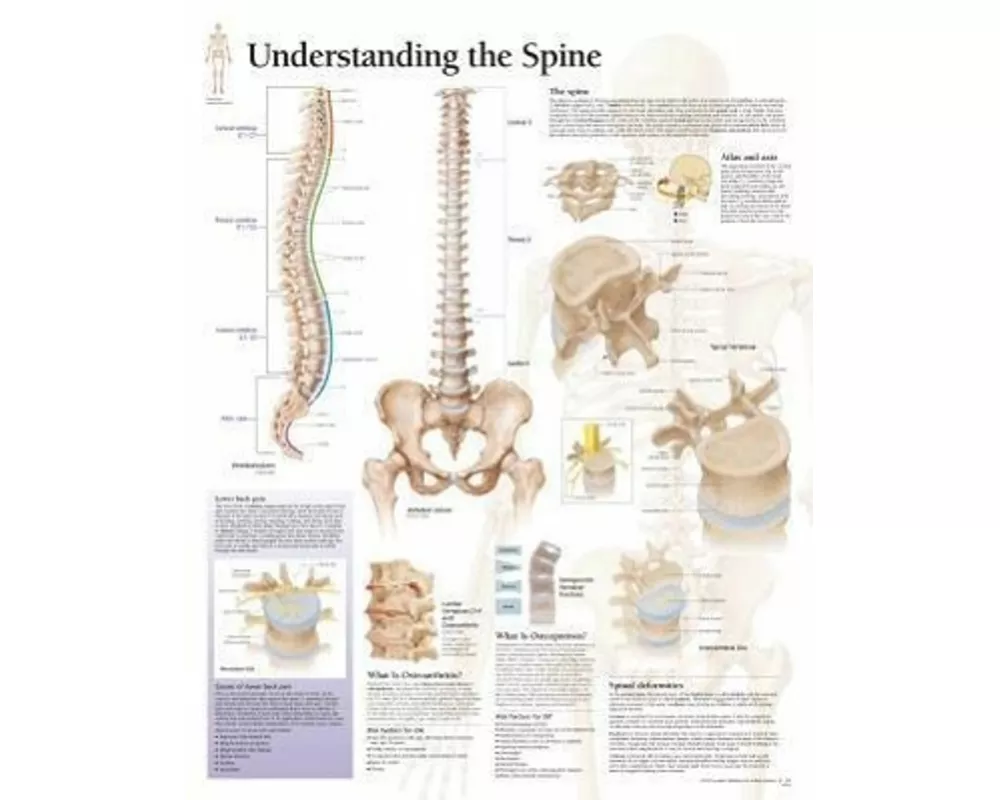 Understanding the Spine Paper Poster