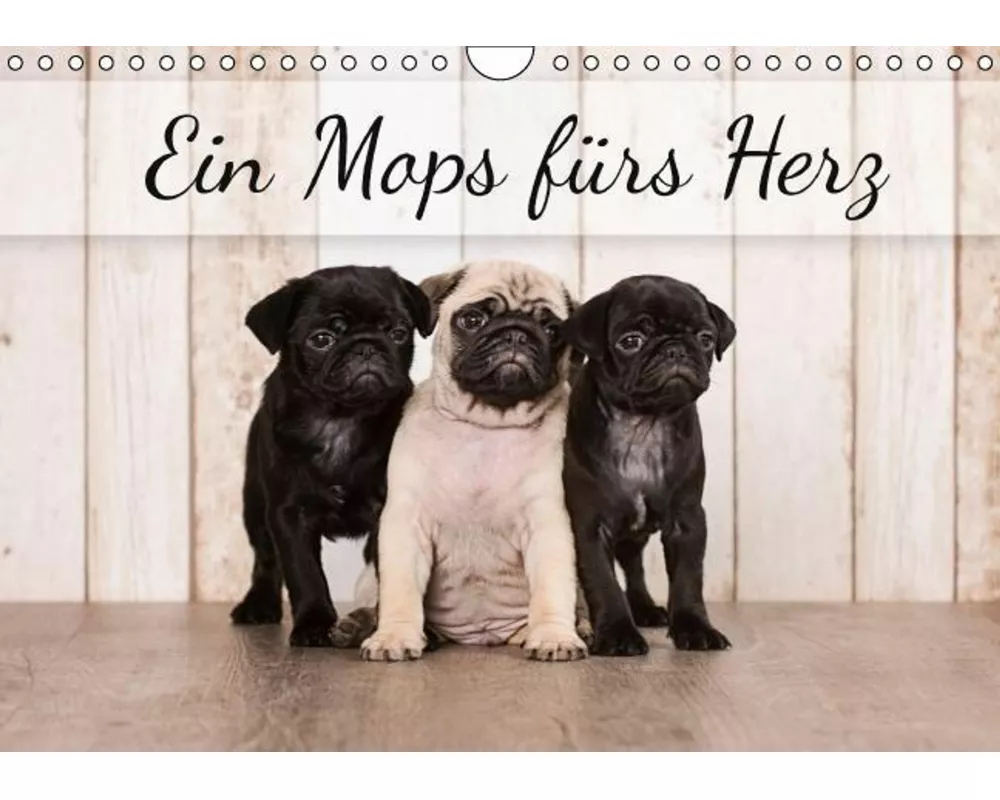 Ein Mops fürs Herz (Wandkalender immerwährend DIN A4 quer)