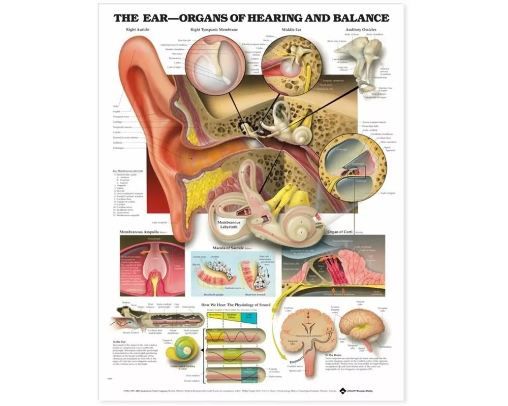 The Ear: Organs of Hearing and Balance Anatomical Chart