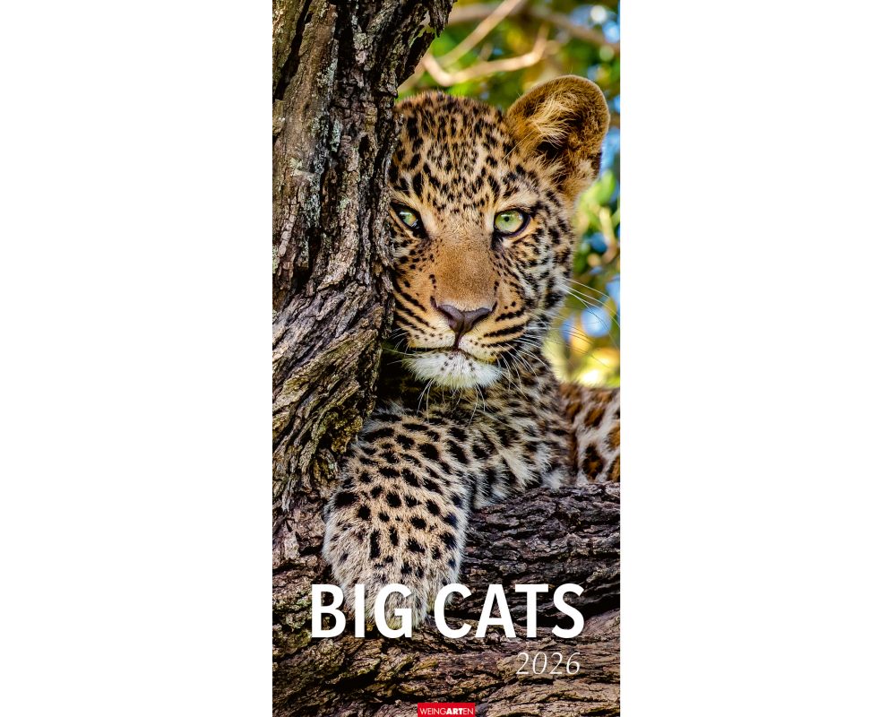 WEINGARTEN Bildkalender 2026 2958700+26 Big Cats DE 33x68cm