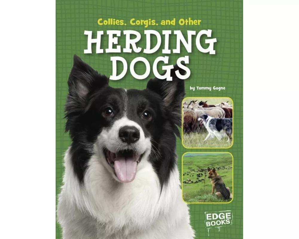 Collies, Corgies, and Other Herding Dogs