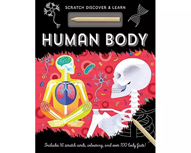 Human Body