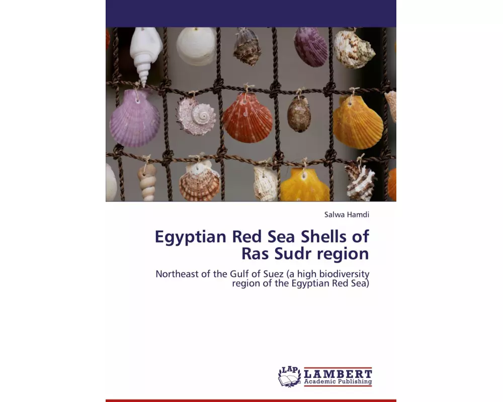 Egyptian Red Sea Shells of Ras Sudr region