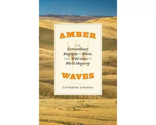 Amber Waves