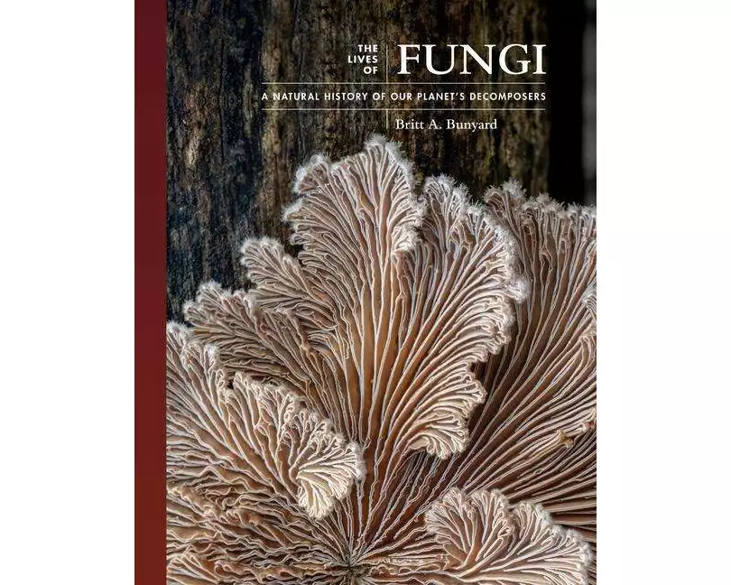 The Lives of Fungi