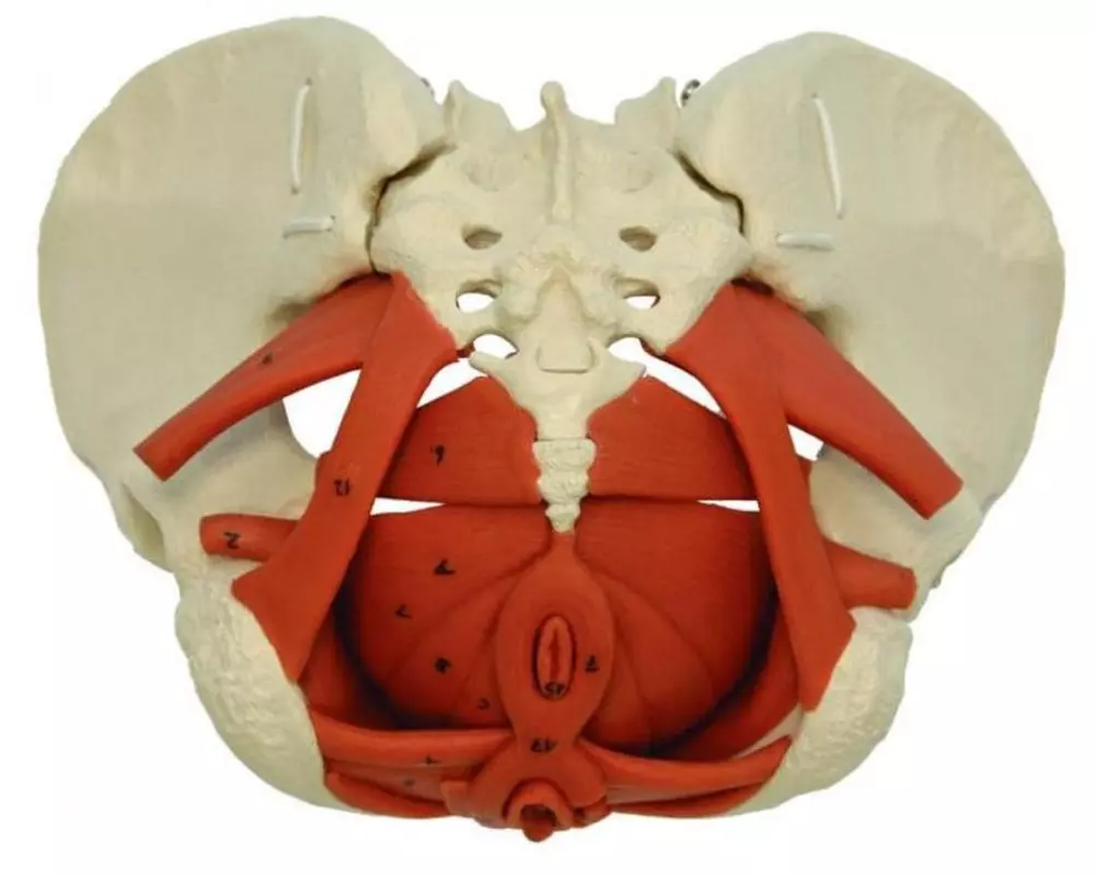 Rüdiger Skelett Weibliches Becken mit Beckenbodenmuskulatur
