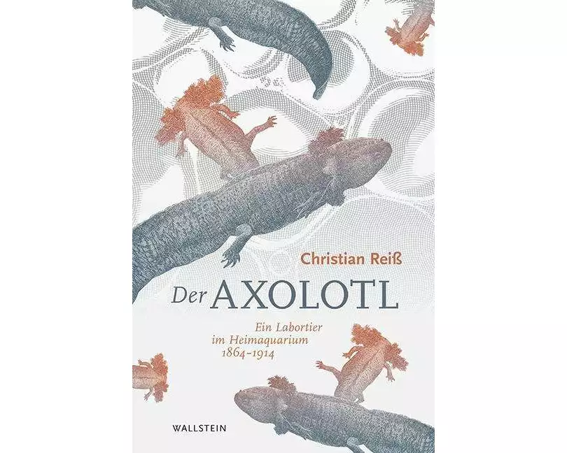 Der Axolotl