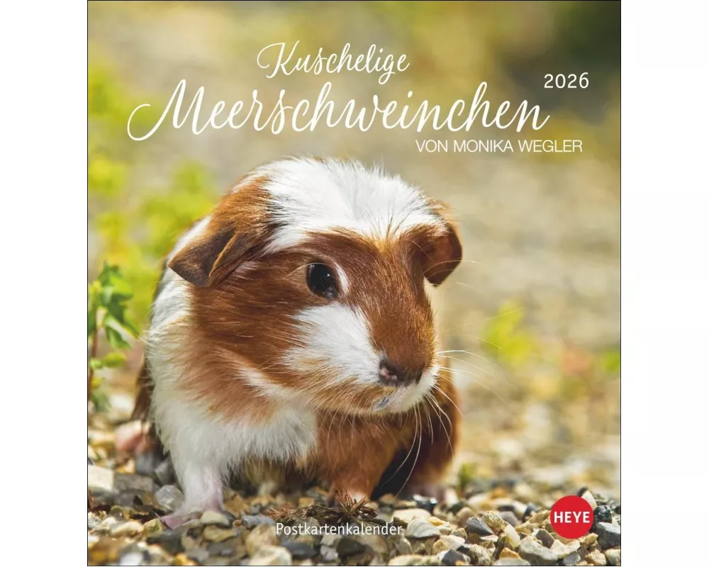 Kuschelige Meerschweinchen Postkartenkalender 2026