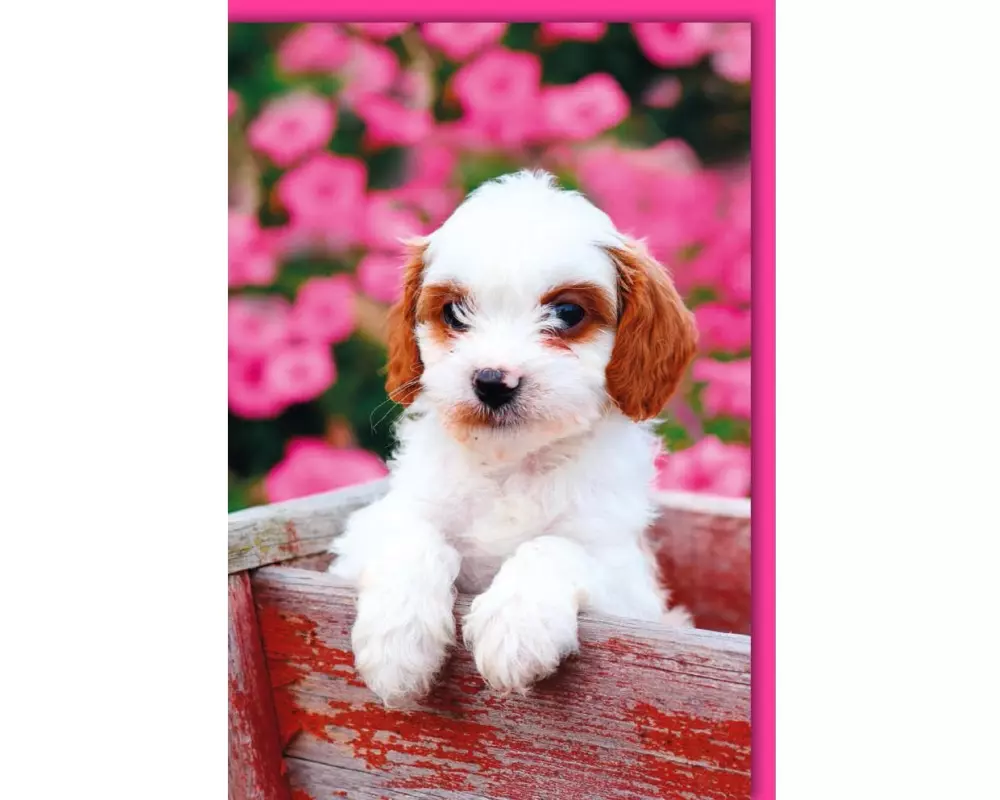 Braun + Company Motivkarte Hundewelpe 11.5 x 17 cm