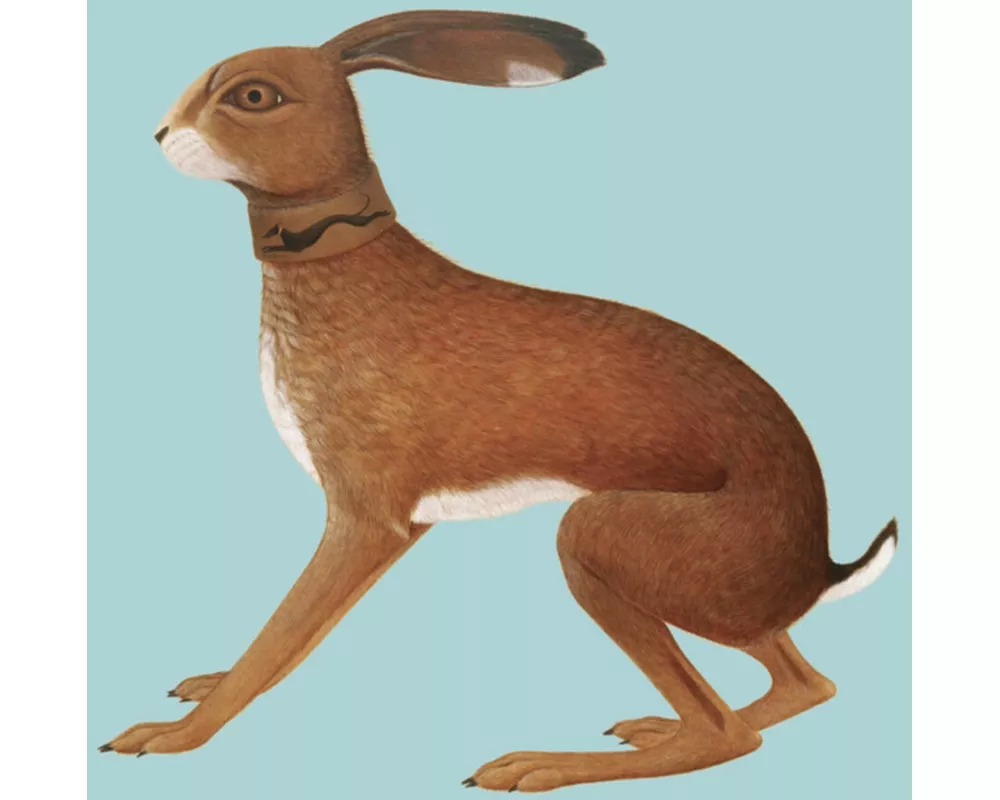 Lookaftering - Expanded Edition