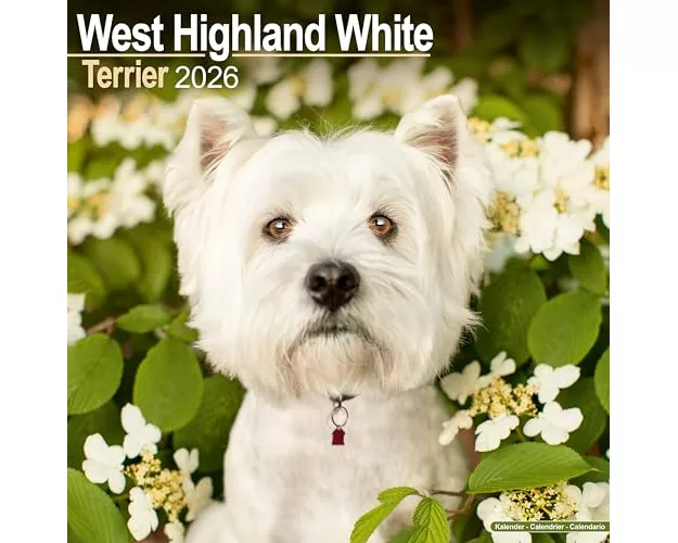 West Highland White Terrier Calendar 2026 Square Dog Breed Wall Calendar - 16 Month