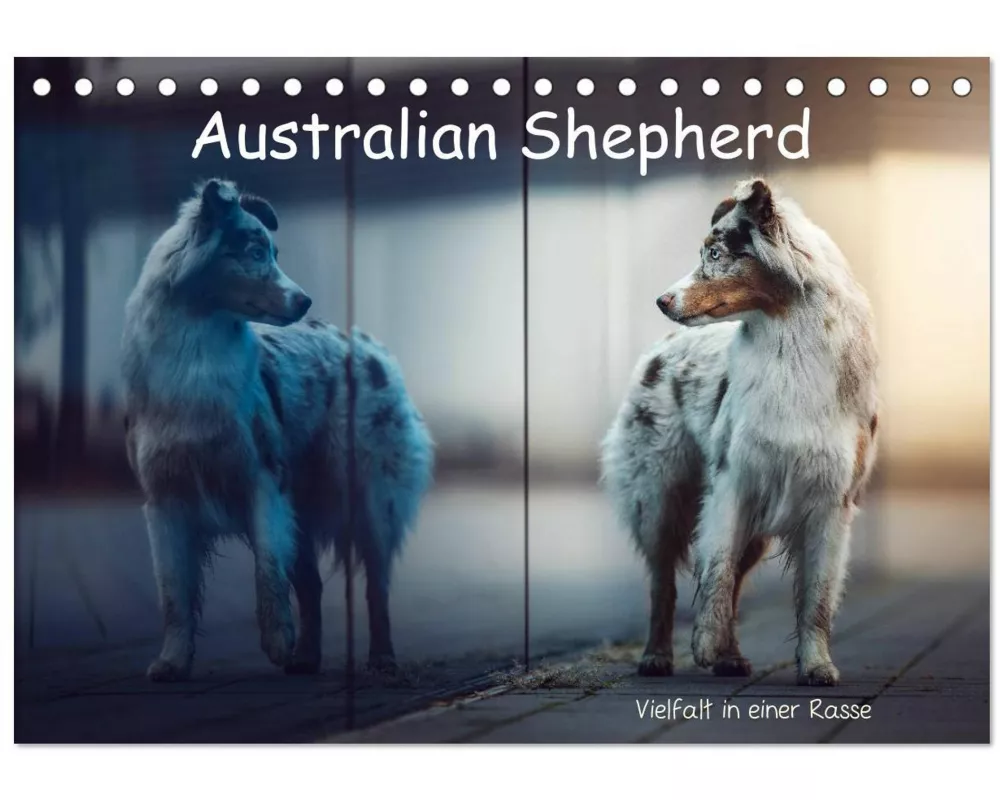 Australian Shepherd - Vielfalt in einer Rasse (Tischkalender 2026 DIN A5 quer), CALVENDO Monatskalender
