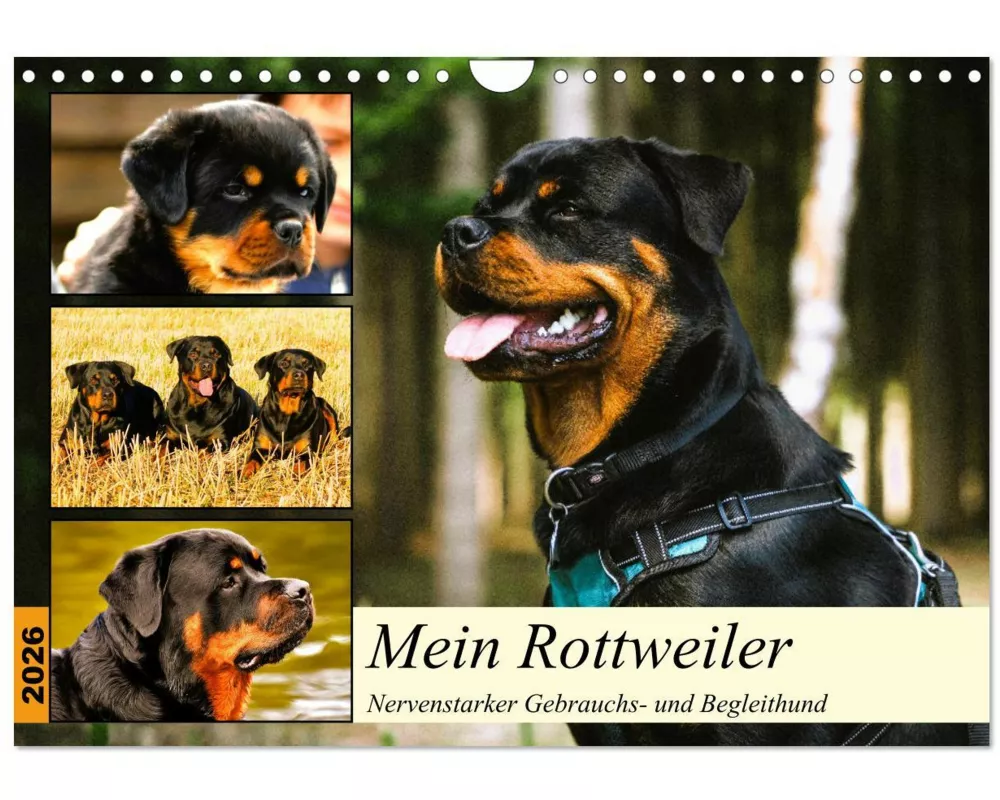 Mein Rottweiler. Nervenstarker Gebrauchs- und Begleithund (Wandkalender 2026 DIN A4 quer), CALVENDO Monatskalender