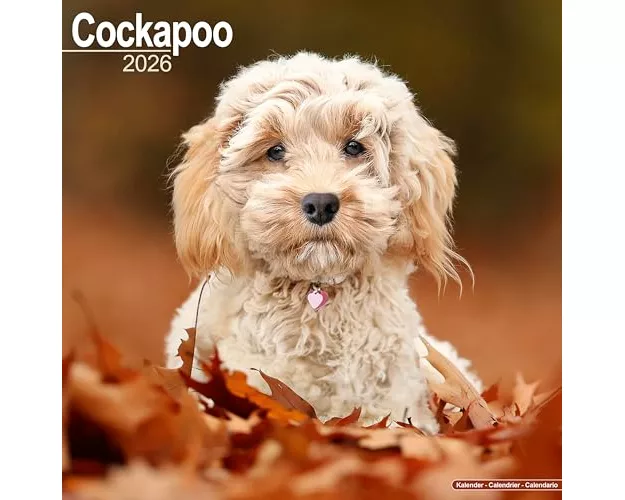Cockapoo Calendar 2026 Square Dog Breed Wall Calendar - 16 Month