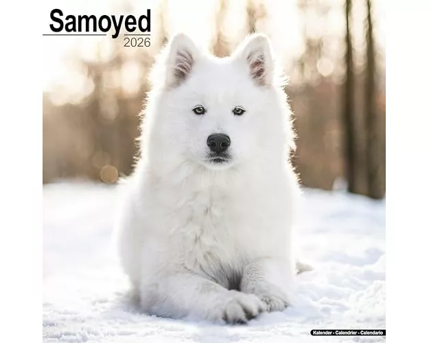 Samoyed Calendar 2026 Square Dog Breed Wall Calendar - 16 Month