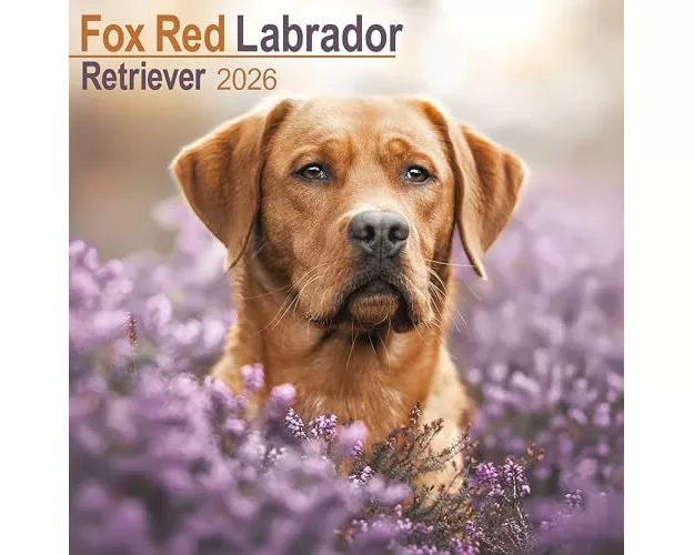Fox Red Labrador Retriever Calendar 2026 Square Dog Breed Wall Calendar - 16 Month