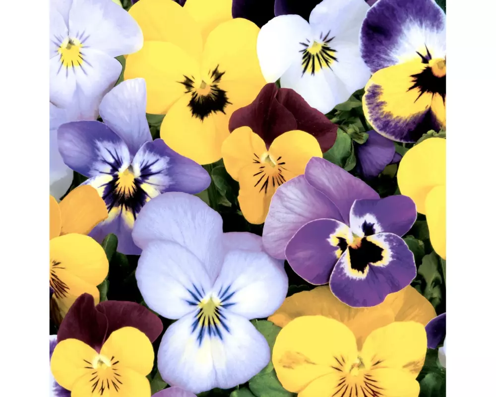 Paper + Design Papierservietten Pansies 33 cm x 33 cm, 20 Stück