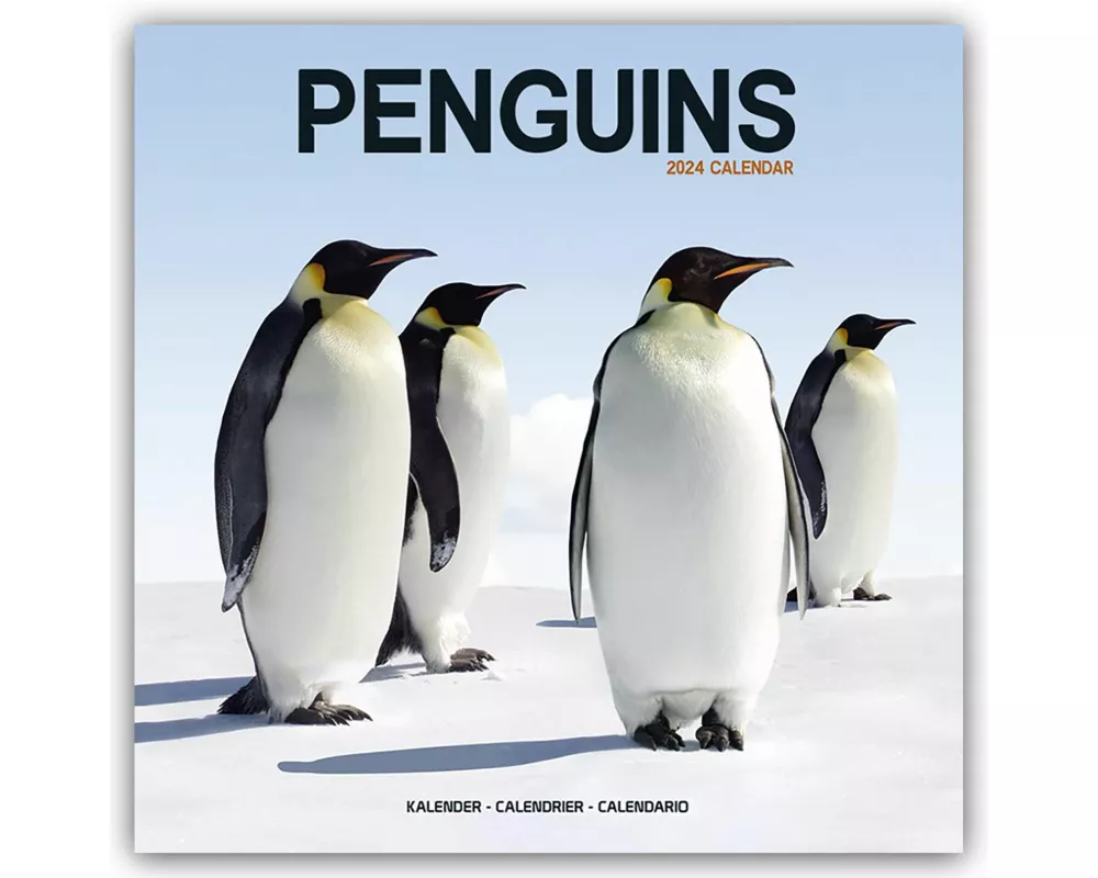 Penguins Calendar 2024 Square Animal Wall Calendar - 16 Month