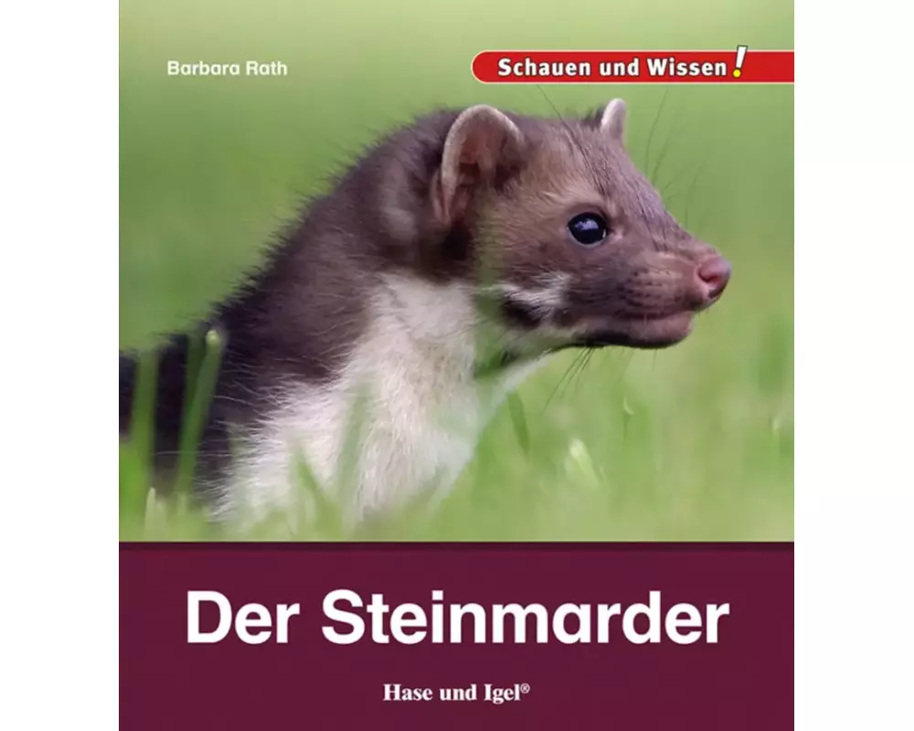 Der Steinmarder