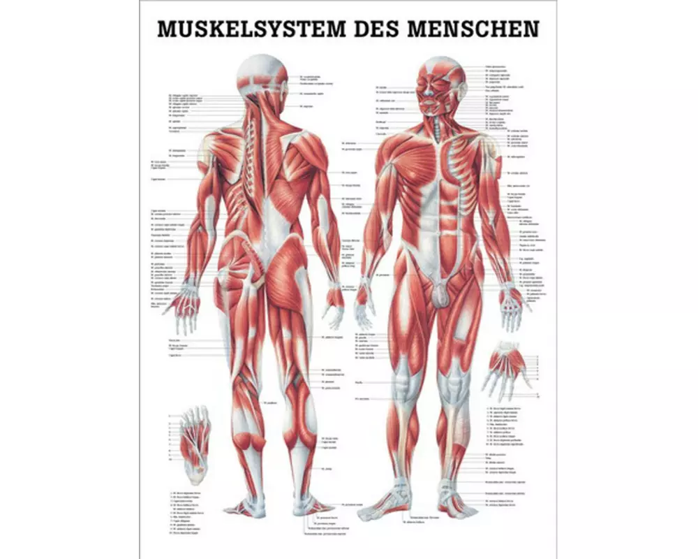 Rüdiger Anatomische Lehrtafel Das Muskelsystem
