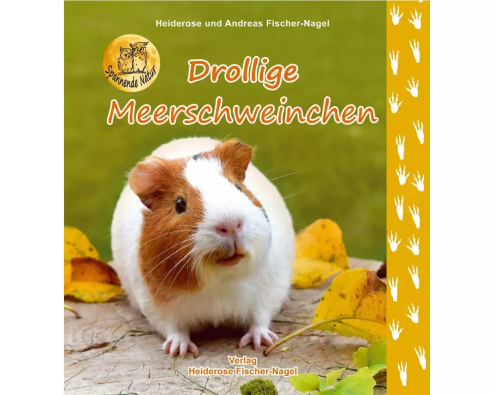 Drollige Meerschweinchen