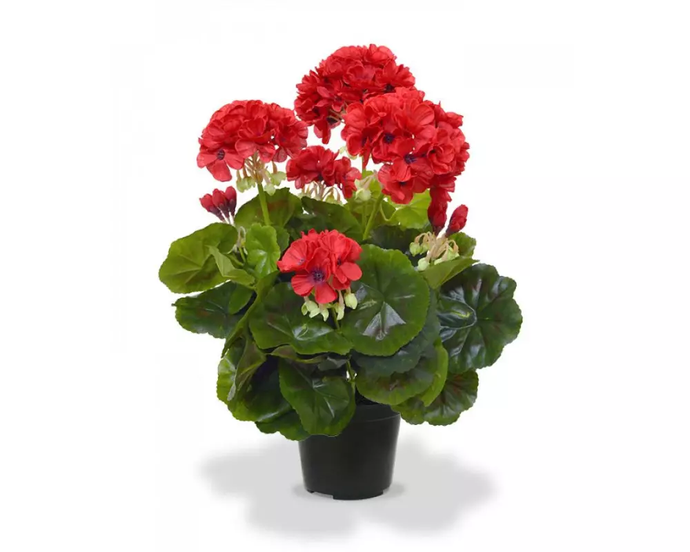 Botanic-Haus Kunstpflanze Geranien in Topf Rot, 40 cm