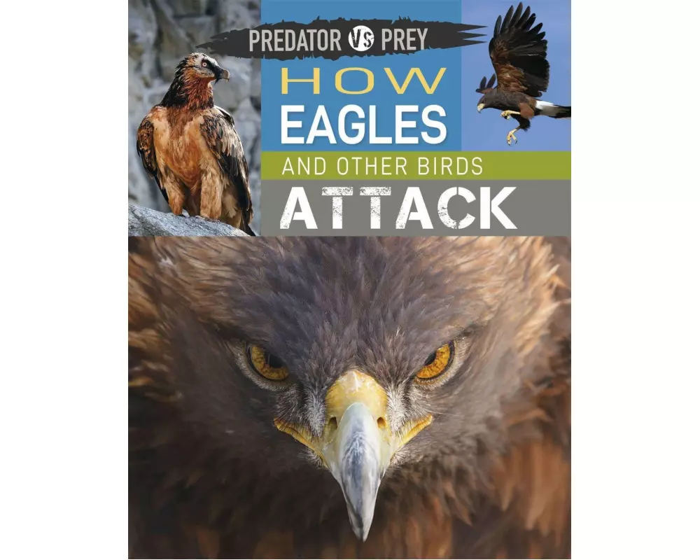 Predator vs Prey: How Eagles and other Birds Attack