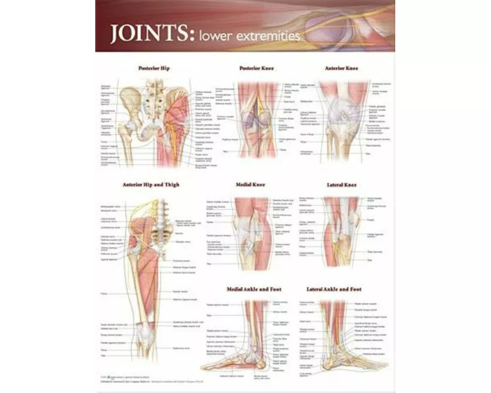 Joints of the Lower Extremities Anatomical Chart