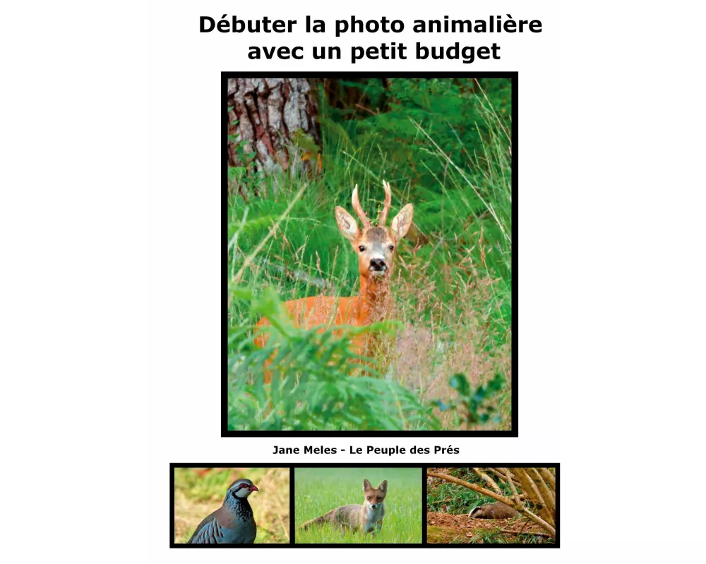 Débuter la photo animalière avec un petit budget