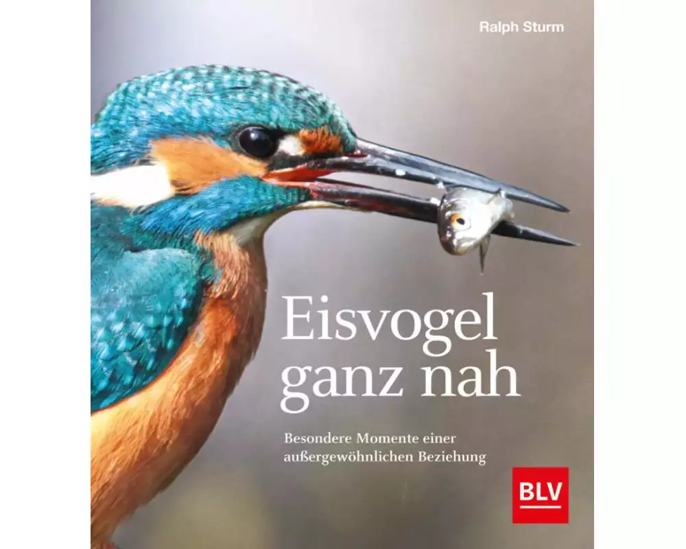 Eisvogel ganz nah