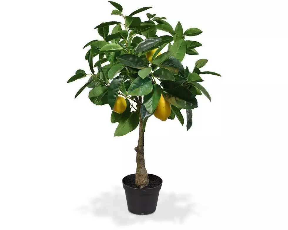Botanic-Haus Kunstpflanze Zitronenbaum, 70 cm