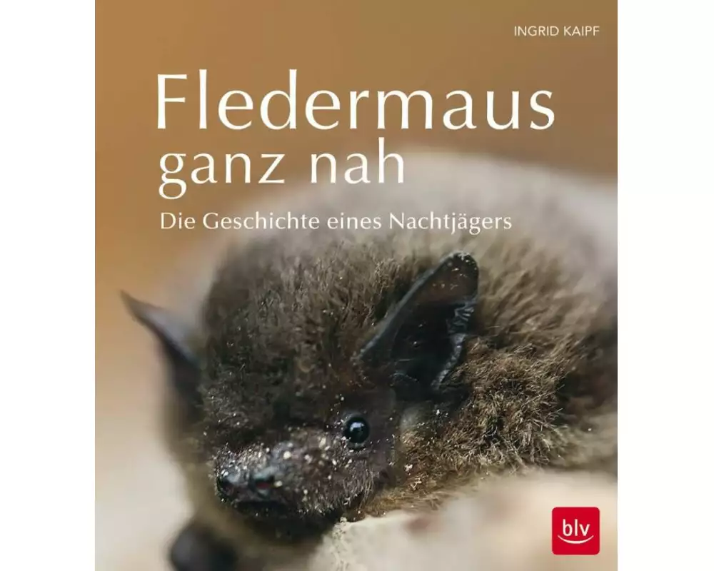 Fledermaus ganz nah