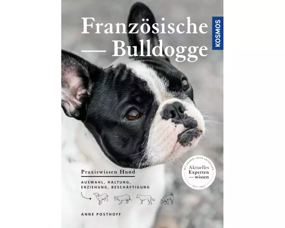 Französische Bulldogge