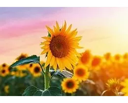 Doppelkarte Lieblingsbilder quer 1732.A