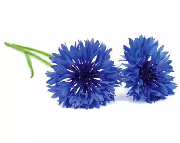 Click and Grow Saatgut Kornblume