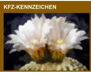 Kfz-Kennzeichen
