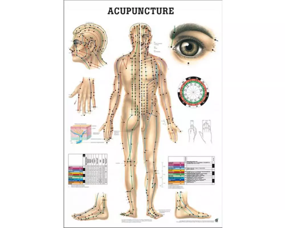 Rüdiger Anatomische Lehrtafel Körperakupunktur Englisch