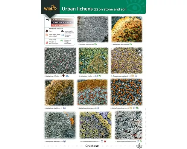 Guide to Common Urban Lichens.On Stones and Soil