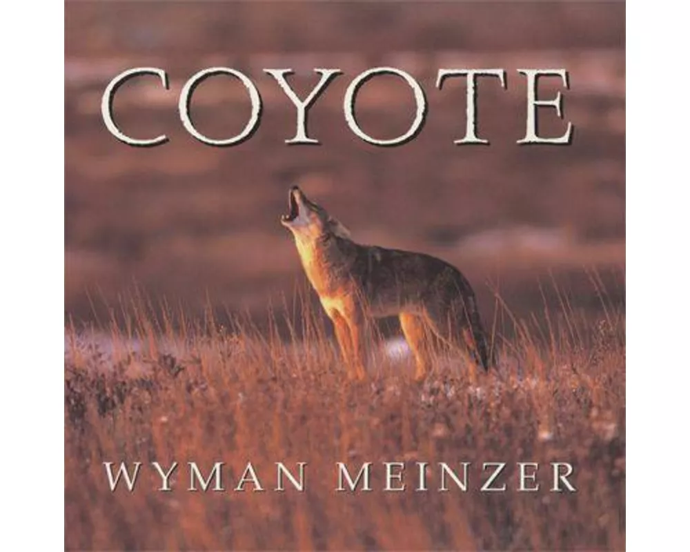 Coyote