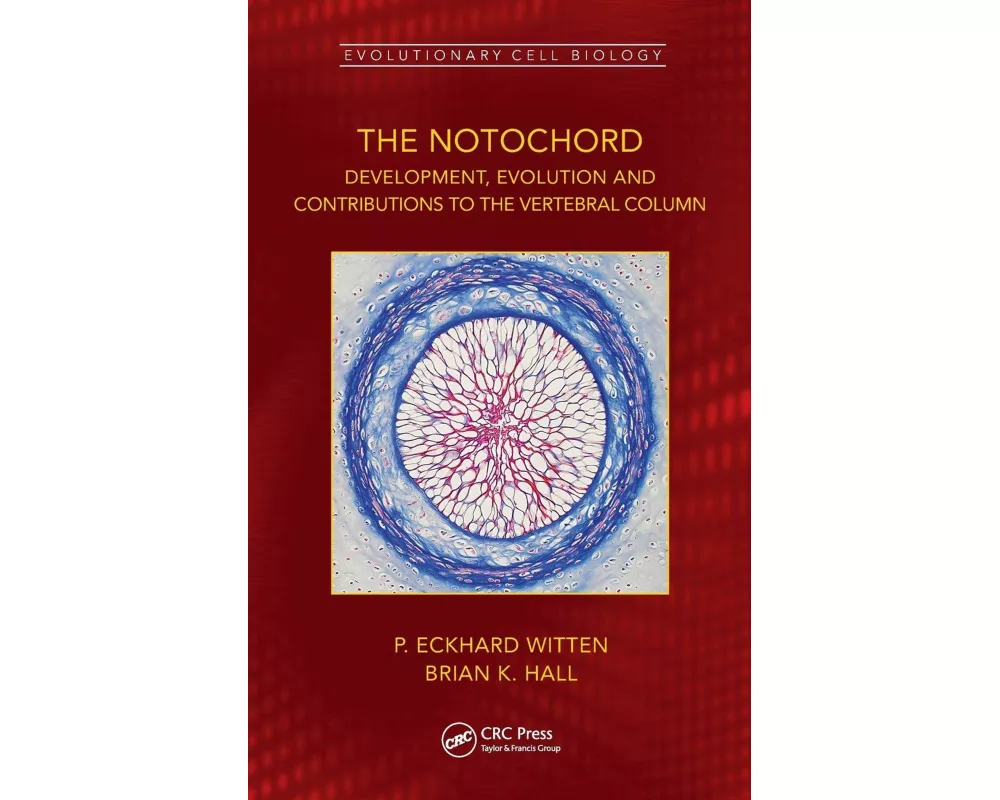 The Notochord