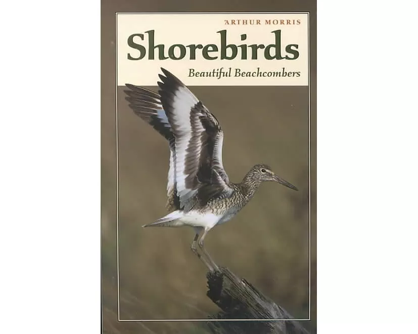 Shorebirds