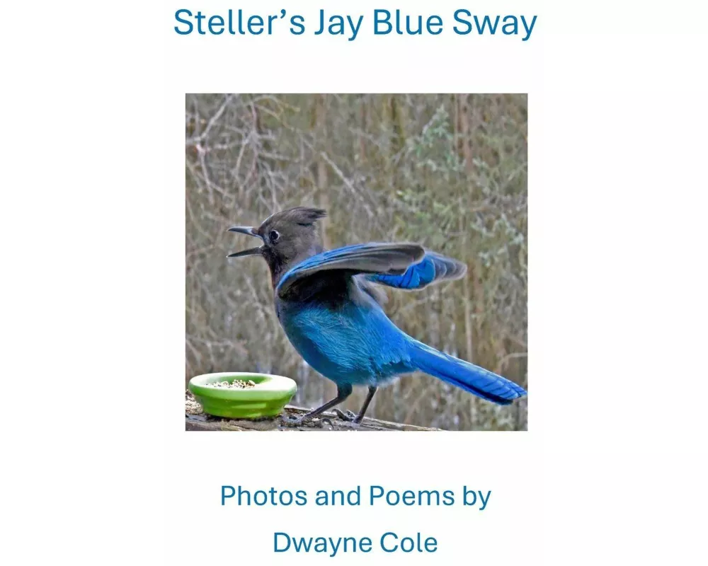 Steller's Jay Blue Sway