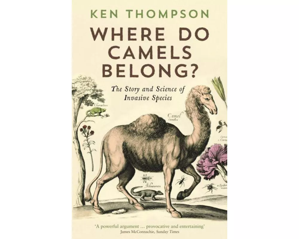 Where Do Camels Belong?