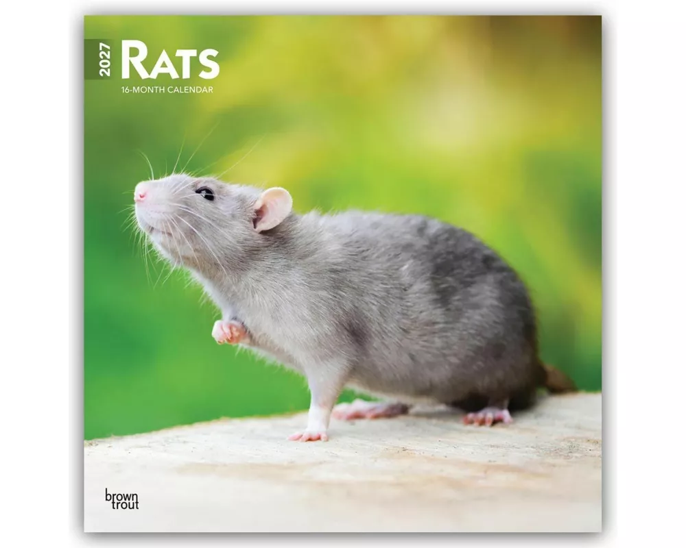 Rats - Ratten 2027 - 16-Monatskalender