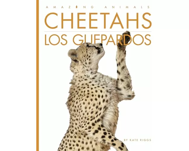 Cheetahs / Los Guepardos