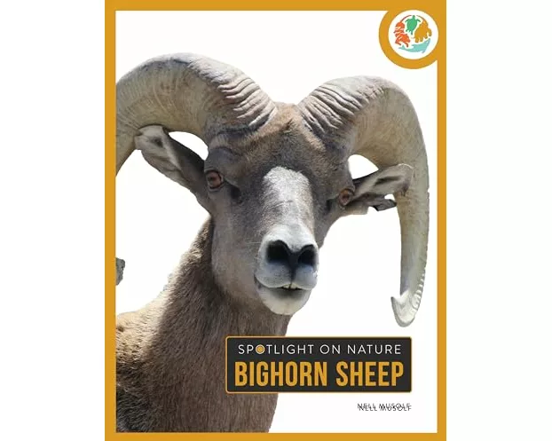 Bighorn Sheep