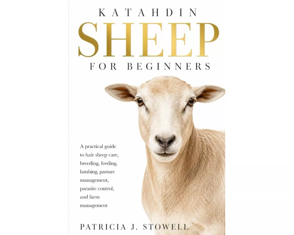 Katahdin Sheep For Beginners